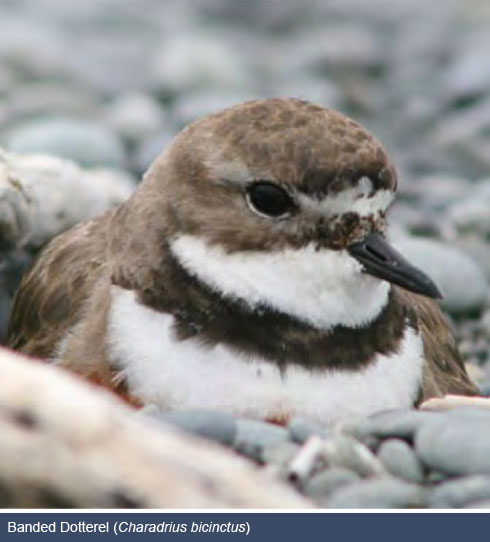 banded dotterel